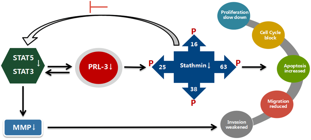 Suggested mechanisms for a possible interplay between PRL-3, stathmin, and STATs. With blocking of PRL-3, expression and activity of stathmin is reduced, and STAT3 and STAT5 activity are suppressed in K562 cells. The proliferation, migration, and invasion are reduced. In contrast, expression and activity of stathmin is not altered with shPRL-3 in K562/G01 cells, which results in K562/G01 cells maintaining malignant phenotypes.