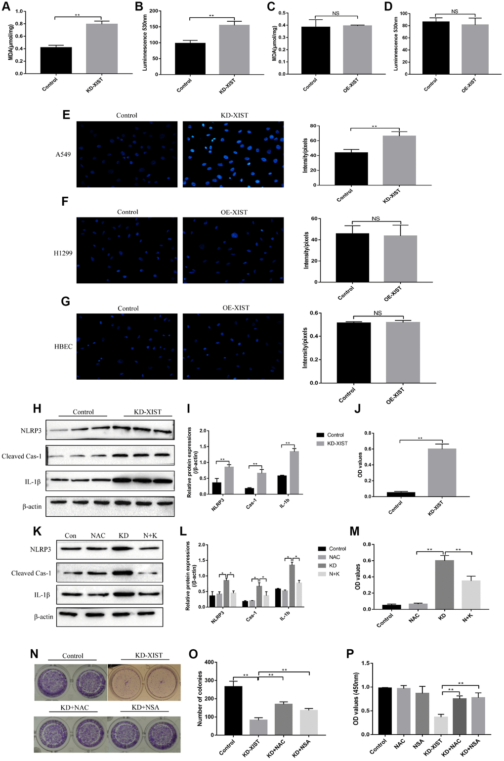 The influences of LncRNA-XIST on oxidative stress and pyroptosis of NSCLC cell lines. MDA levels was detected in (A) A549 cells and (C) H1299 cells. Extracellular NADPH oxidase-derived superoxide was detected in (B) A549 cells and (D) H1299 cells. DHE staining was used to detect ROS levels in (E) A549 cells, (F) H1299 cells and (G) HBE cells. (H, K) Western Blot was used to detect pyroptosis associated proteins (NLRP3, Cleaved Caspase-1 and IL-1β), which was normalized to β-actin and (I, L) quantified by Image J software. (J, M) ELSIA kit was used to detect IL-18 levels in A549 cell supernatants. (N, O) Colony formation assay was performed to detect cell proliferative abilities. (P) CCK-8 assay was used to detect A549 cell proliferation. “NAC” means N-acetyl cysteine treatment. “KD” means knock-down of LncRNA-XIST. “N+K” means NAC treatment plus knocking down LncRNA-XIST. (“NS” represented no statistical significance, “*” represented p p 