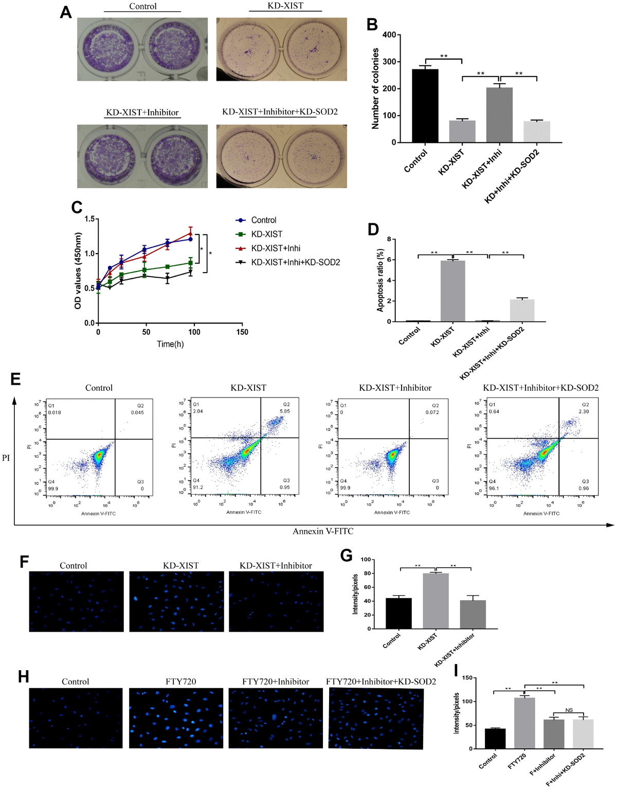 Downregulation of LncRNA-XIST inhibited development of non-small cell ...