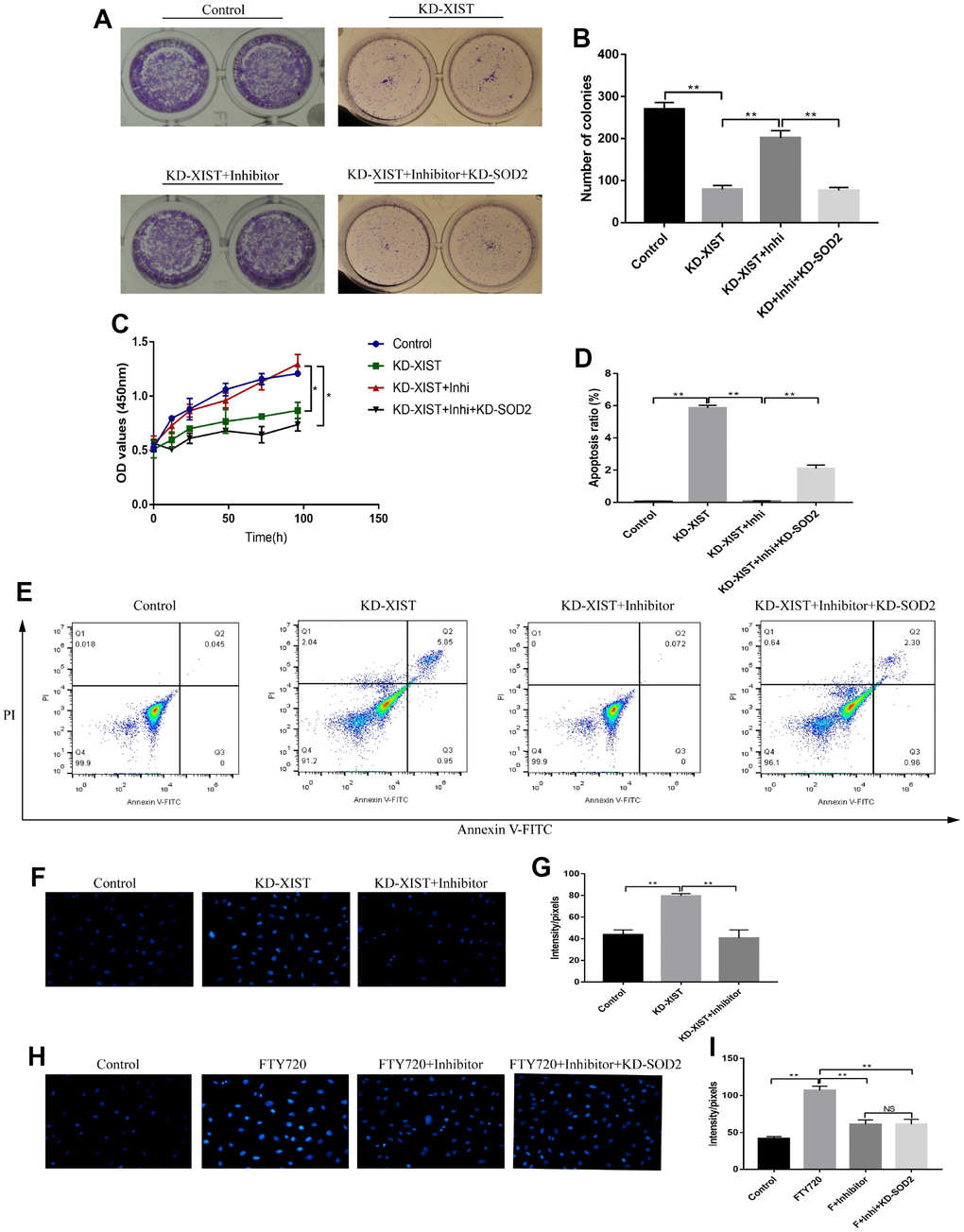 The effects of LncRNA-XIST on A549 cell proliferation and apoptosis by targeting miR-335/SOD2 axis. (A, B) Colony formation assay and (C) CCK-8 assay were used to detect A549 cell proliferation. (D, E) The apoptosis ratio of A549 cells was quantified by FCM. (F, H) ROS levels in A549 cells were detected by DHE staining, which were quantified by (G, I) Image J software. (“NS” represented no statistical significance, “*” represented p p 