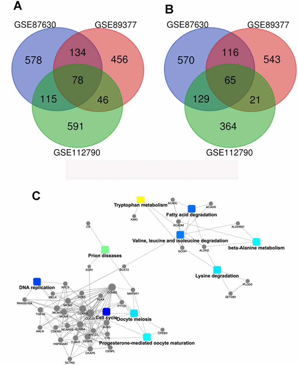 Identification of the genes which show differential expression patterns in HCC. (A) A Venn diagram of the common DEGs associated with GSE87630, GSE89377, and GSE112790. (B) Protein–protein interaction networks which are associated with the differentially expressed genes.