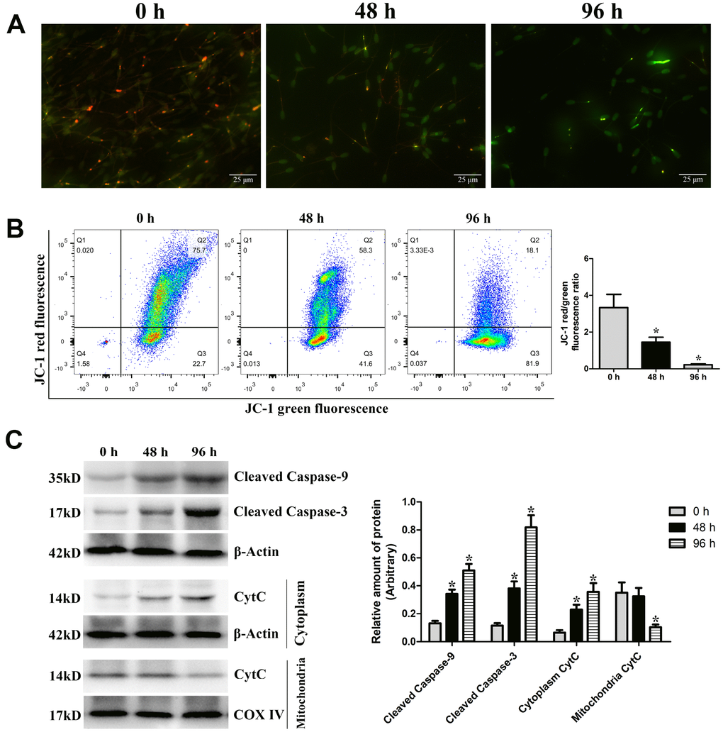 Effects of liquid storage on the mitochondrial membrane potential (MMP) and expression changes in mitochondria-dependent apoptosis proteins in goat spermatozoa. JC-1 staining with a fluorescence microscope (A) and flow cytometric analysis (B) showed change in the MMP. (C) Western blot analysis of Cleaved caspase-9, Cleaved caspase-3, and Cytochrome c (CytC) protein expressions in goat spermatozoa. *P 