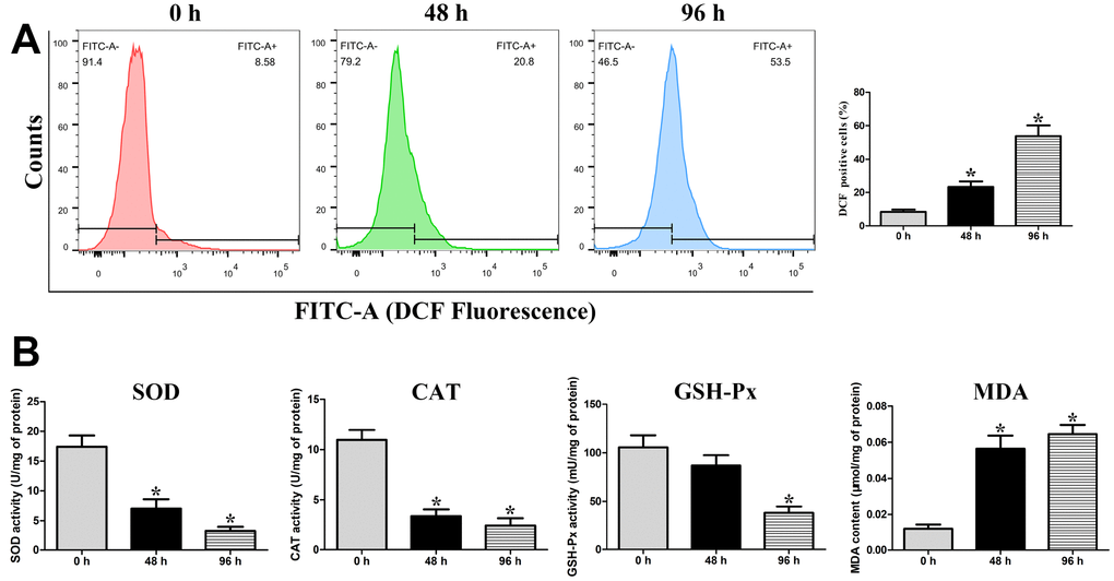 Assessment of intracellular ROS levels (A), and the activities of mitochondrial SOD, CAT, and GSH-Px enzymes and the concentration of MDA in the mitochondria of liquid-stored goat spermatozoa (B). *P 