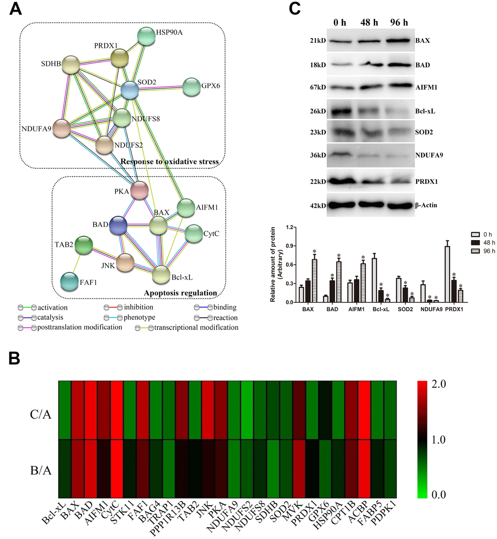 Validation of critical differentially expressed proteins (DEPs) involved in apoptosis regulation and oxidative stress in goat spermatozoa. (A) Protein-protein interaction analysis of critical DEPs. (B) Heat map of the protein expression of critical DEPs. (C) Western blot analysis of critical DEP expressions. *P 