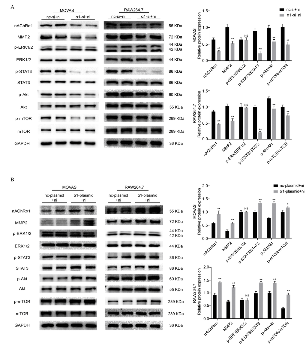 nAChRα1 mediates the nicotine-induced phosphorylation of STAT3, Akt and mTOR in MOVAS and RAW264.7 cells. (A) The effect of nAChRα1 knockdown on the protein expression and phosphorylation of ERK1/2, STAT3, Akt and mTOR in MOVAS cells (left) and RAW264.7 cells (right). (B) The opposite effect of nAChRα1 overexpression on ERK1/2, STAT3, Akt and mTOR in MOVAS cells (left) and RAW264.7 cells (right). Abbreviations: nc-si+ni, negative control siRNA plus nicotine; α1-si+nicotine, nAChRα1 siRNA plus nicotine; nc-plasmid+nicotine, negative control plasmid plus nicotine; α1-plasmid+nicotine, nAChRα1 overexpression plasmid plus nicotine. The data were presented as the mean ± SD. *p p vs. the control group. NS, not significant vs. the control group. Each experiment was performed three times.