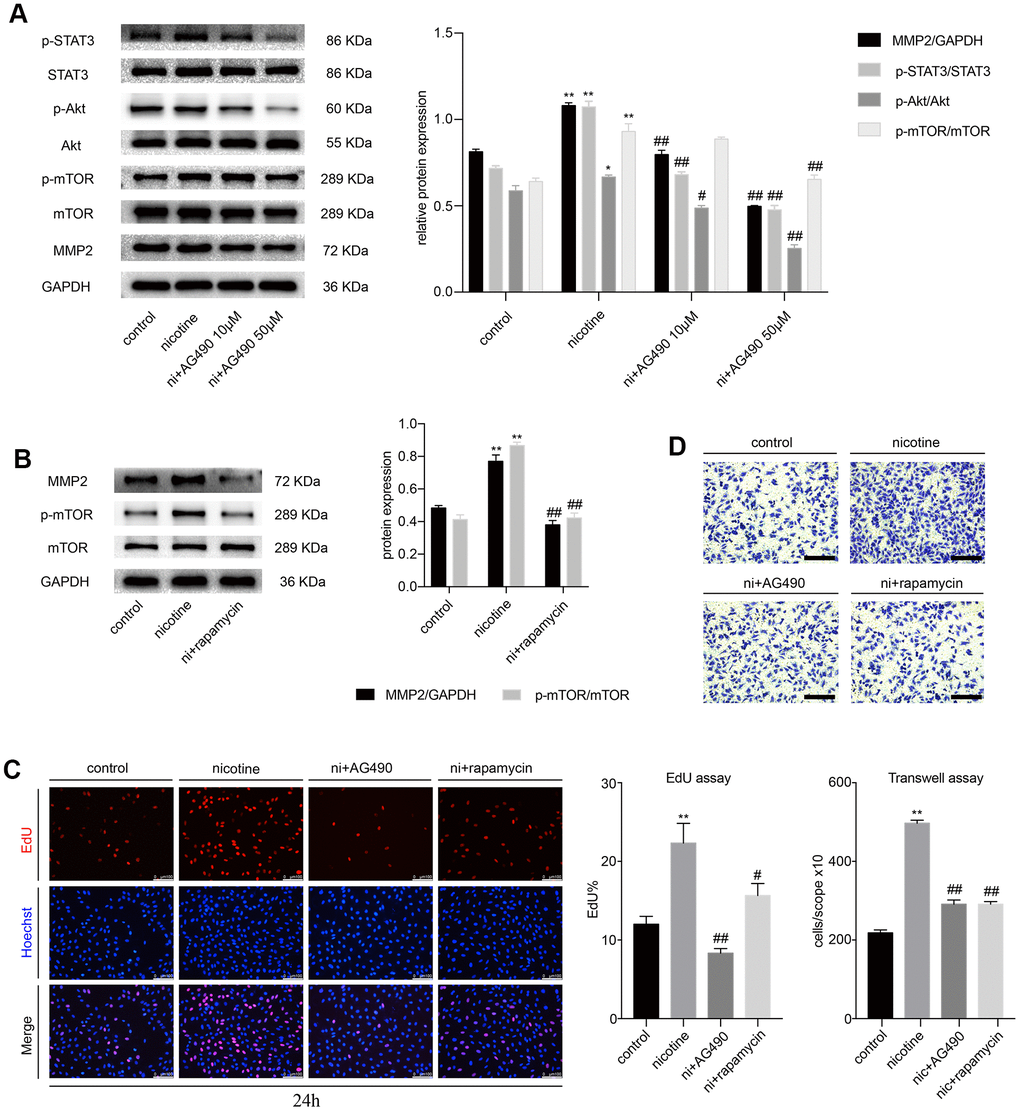 STAT3 blockade attenuates the nicotine-induced proliferation and migration of MOVAS cells through the Akt/mTOR/MMP2 pathway. (A) The effect of AG490 on the nicotine-induced activation of STAT3, Akt, mTOR and MMP2 expression in MOVAS cells. (B) The effect of rapamycin on the nicotine-induced upregulation of MMP2 in MOVAS cells. (C) The regulation of nicotine-induced proliferation by STAT3 and mTOR inhibition. Magnification, 200×; bars, 100 μm. (D) The regulation of nicotine-induced migration by STAT3 and mTOR inhibition. Magnification, 100×; bars, 250 μm. Ni, nicotine. The data were presented as the mean ± SD. *p p vs. the control group. #p p vs. the nicotine group. Each experiment was performed three times.