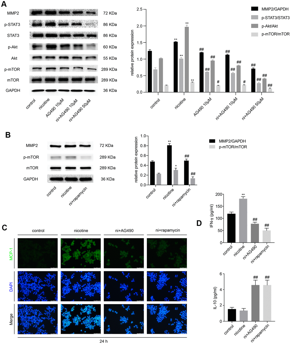 STAT3 inhibition reduces nicotine-induced inflammation in RAW264.7 cells via the Akt/mTOR/MMP2 pathway. (A) The effect of AG490 on the nicotine-induced activation of STAT3, Akt, and mTOR and the upregulation of MMP2 expression in RAW264.7 cells. (B) The effect of rapamycin on the nicotine-induced upregulation of MMP2. (C) The regulation of nicotine-induced MCP-1 expression by STAT3 and rapamycin inhibition, as detected by immunofluorescence. Magnification, 200×; bars, 100 μm. (D) ELISA was used to detect IFN-γ and IL-10 released by RAW264.7 cells upon treatment with nicotine, AG490 and rapamycin. Ni, nicotine. The data were presented as the mean ± SD. *p p vs. the control group. #p p vs. the nicotine group. Each experiment was performed three times.