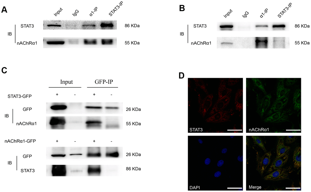 A novel interaction between nAChRα1 and STAT3 occurs in MOVAS and RAW264.7 cells. (A) Coimmunoprecipitation of nAChRα1 with STAT3 in MOVAS cells. (B) The direct binding of nAChRα1 and STAT3 in RAW264.7 cells. (C) Coimmunoprecipitation of nAChRα1 with STAT3 in 293T cells. (D) The colocalization of nAChRα1 and STAT3 in MOVAS cells, as determined by confocal microscopy. Magnification, 630×; bars, 50 μm. IP, immunoprecipitation, IB, immunoblot. Each experiment was performed three times.