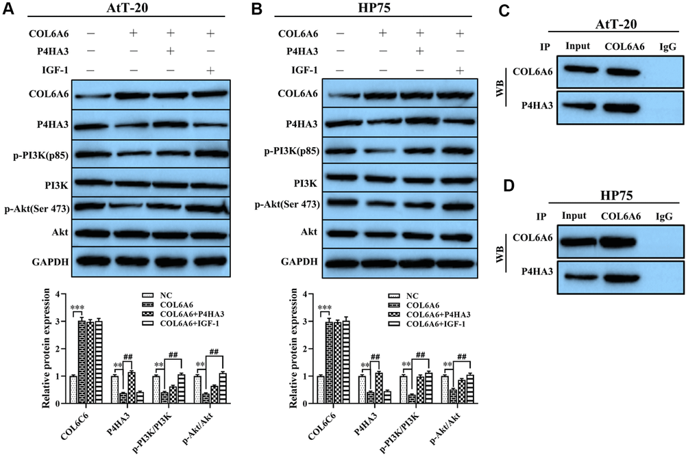 Effect of COL6A6 on the PI3K-Akt signaling pathway through interacting with P4HA3. (A and B) Western blotting was used to detect the expression of COL6A6, P4HA3, PI3K-Akt pathway-related protein in AtT-20 and HP75 cells; (C and D) Coimmunoprecipitation to validate the COL6A6-P4HA3 interaction. **P***P##P