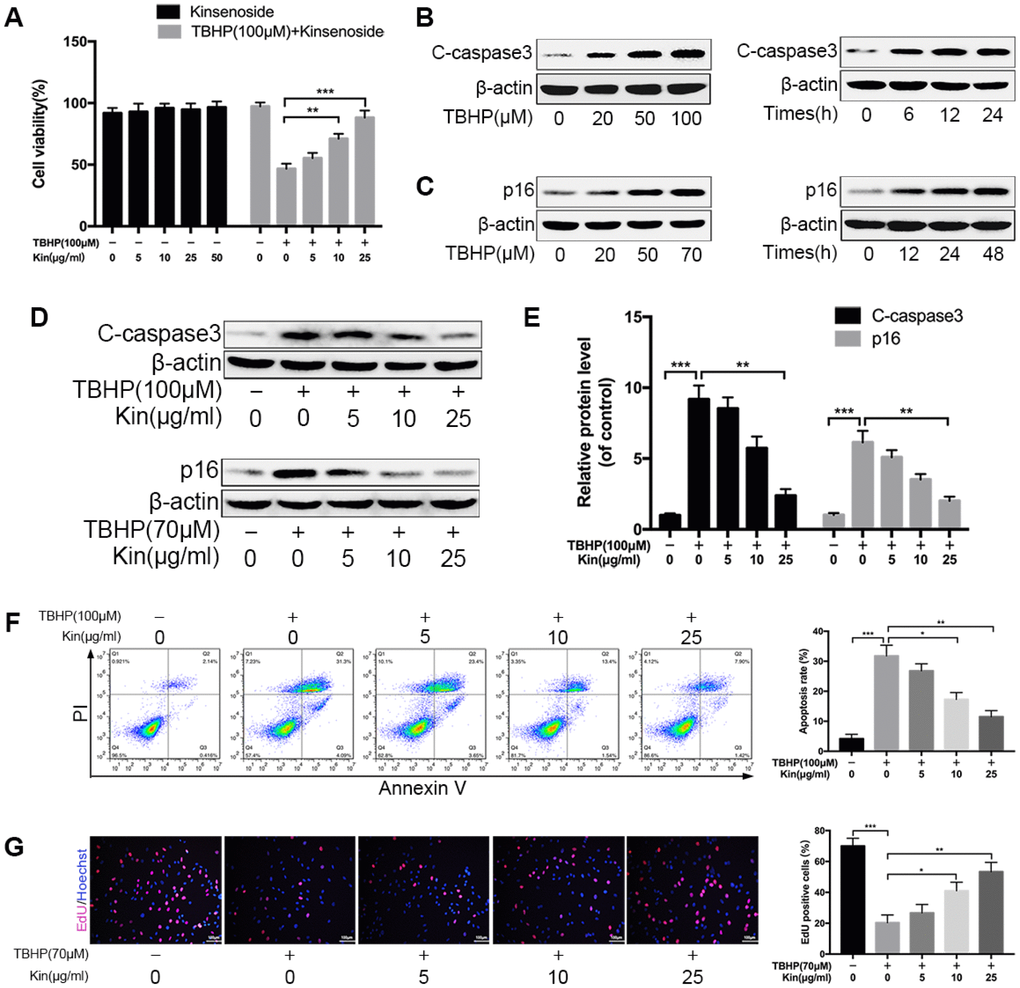 Kin suppresses NPC apoptosis and senescence under oxidative stress. (A) The NPCs were treated with different concentrations of Kin (0, 5, 10, 25 or 50 μg/ml) alone for 24 h, or Kin (0, 5, 10 or 25 μg/ml) for 2 h before receiving TBHP (100 μM) for 24 h. The cell viability was assessed by CCK-8. (B) The western blotting of C-caspase3 in the NPCs treated with different concentrations of TBHP (0, 20, 50 or 100 μM) for 24 h or TBHP (100 μM) for indicated time points (0, 6, 12 or 24 h). (C) The western blotting of p16 in the NPCs treated with different concentrations of TBHP (0, 20, 50 or 70 μM) for 48 h or TBHP (70 μM) for indicated time points (0, 12, 24 or 48 h). (D, E) The western blotting and quantitative protein levels of C-caspase3 and p16 in the NPCs as treated above. (F) The apoptosis rate in NPCs, treated with different concentrations of Kin (0, 5, 10 or 25 μg/ml) for 2 h before receiving TBHP (100 μM) for 24h, was analyzed by flow cytometry using Annexin V-APC/PI. (G) The cell proliferation was determined by quantification of EdU-positive cells in the NPCs treated with different concentrations of Kin (0, 5, 10 or 25 μg/ml) for 2 h before receiving TBHP (70 μM) for 24 h; scale bar: 100 μm. All data are expressed as mean ± SD of at least three independent experiments.