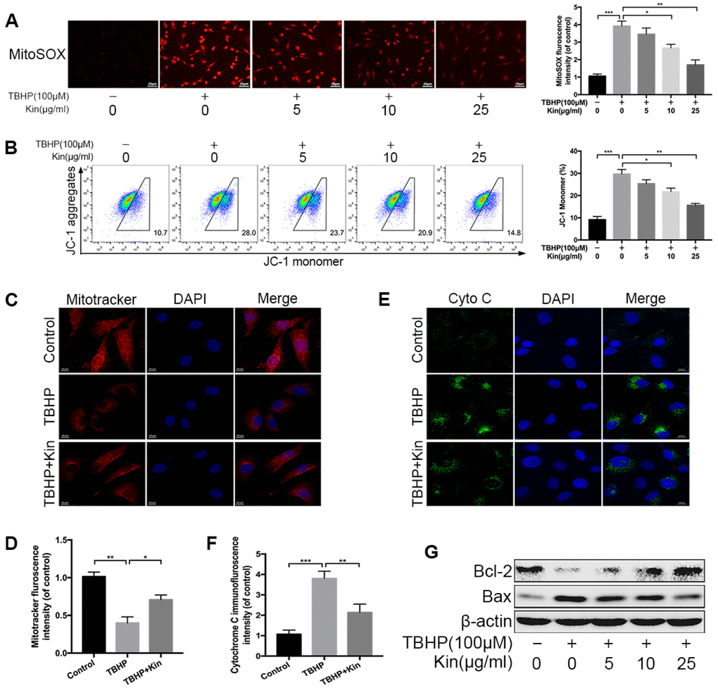 Kin attenuates TBHP-induced mitochondrial dysfunction in NPCs. (A) The mitochondria-derived ROS in NPCs, treated with different concentrations of Kin (0, 5, 10 or 25 μg/ml) for 2 h before receiving TBHP (100 μM) for 24 h, was detected by MitoSOX staining, and the red fluorescence intensity was quantified; scale bar: 20 μm. (B) The mitochondrial membrane potential in NPCs, treated with different concentrations of Kin (0, 5, 10 or 25 μg/ml) for 2 h before receiving TBHP (100 μM) for 24 h, were analyzed by flow cytometry using JC-1 staining. (C, D) The NPCs were treated with TBHP (100 μM) alone for 24 h, or Kin (25 μg/ml) for 2 h before receiving TBHP (100 μM) for 24 h. The mitochondrial membrane potential was measured by Mitotracker staining and the fluorescence intensity was quantified; scale bar: 10 μm. (E, F) The immunofluorescence staining of Cyto C in NPCs; scale bar: 10 μm. (G) The western blotting of Bcl-2 and Bax in the NPCs treated with different concentrations of Kin (0, 5, 10 or 25 μg/ml) for 2 h before receiving TBHP (100 μM) for 24 h. All data are expressed as mean ± SD of at least three independent experiments.