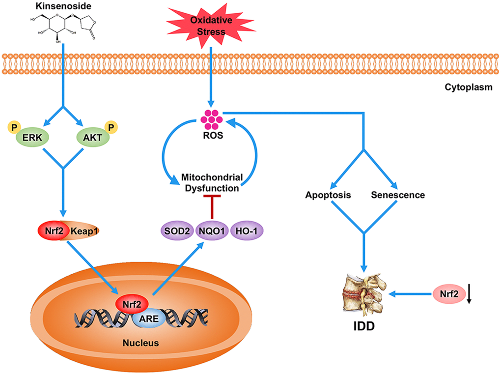 Schematic representation illustrating the relationship between Nrf2 and IDD as well as the protective effects of Kin on IDD. Briefly, the decreased Nrf2 expression compromises the antioxidant ability of NPCs, which further contributes to the excessive apoptosis and senescence of NPCs under oxidative stress, and eventually the disc degeneration. However, Kin is able to activate the AKT-ERK1/2-Nrf2 signaling pathway in NPCs, alleviating mitochondrial dysfunction, apoptosis and senescence in vitro and ameliorating IDD in vivo.