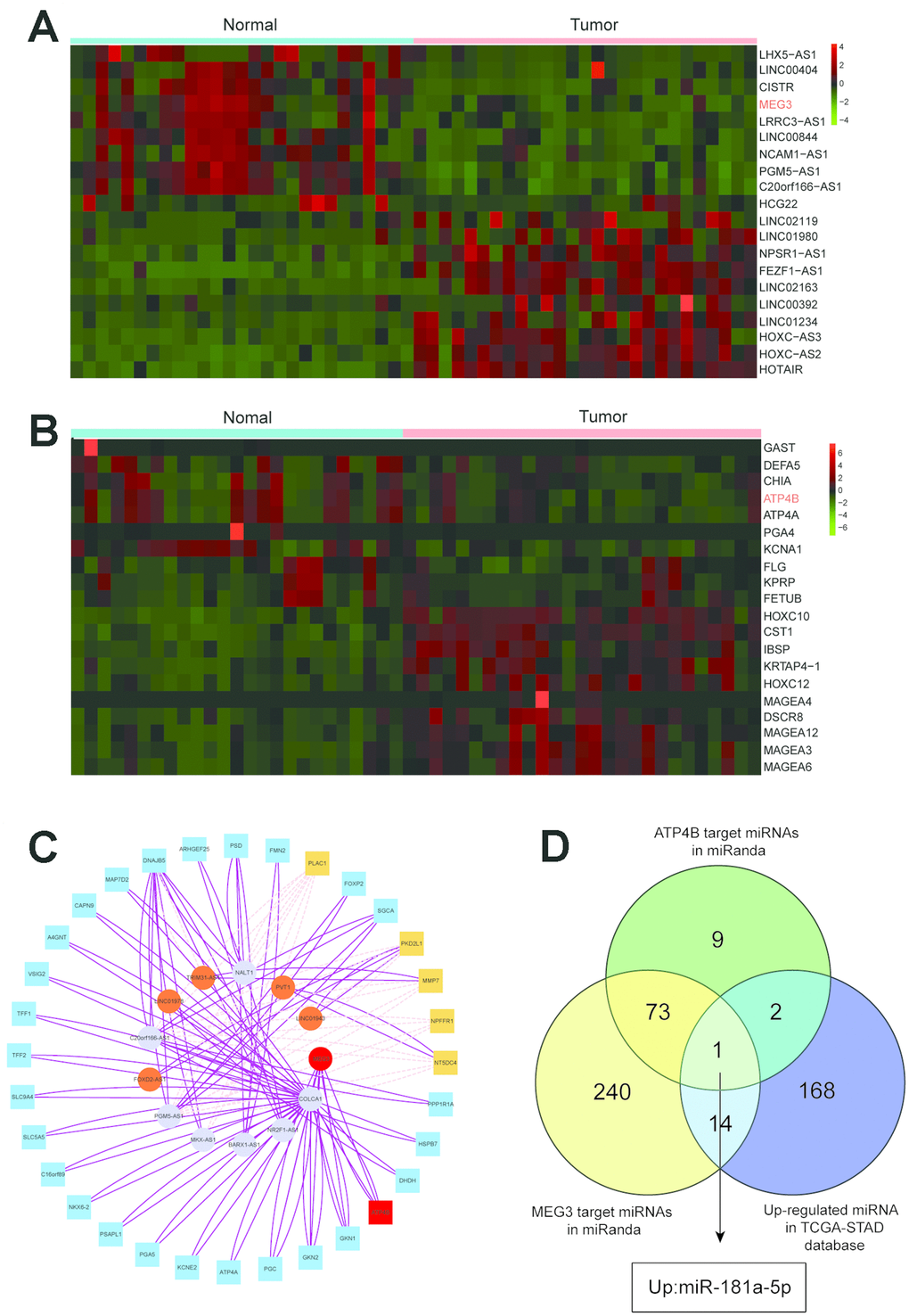 Heat map analysis and target gene prediction. (A) Heat map analysis showed that MEG3 was downregulated among the top 20 differentially expressed lncRNAs in GC tissues and adjacent normal tissues. (B) Heat map analysis showed that the expression of ATP4B was reduced among the top 20 differentially expressed mRNAs between GC tissues and adjacent normal tissues. (C) The network of the relationships between the top twelve differentially expressed genes in lncRNA and the top thirty differentially expressed genes in mRNA. (D) MEG3 and ATP4B are highlighted in a Venn analysis of miRNA associated with gastric cancer from the TCGA database.
