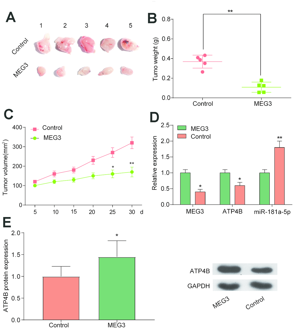 Overexpression of MEG3 in vivo inhibits tumor growth. (A–C) Tumor xenograft results showed that tumor weight and volume were decreased in the MEG3 group compared with the Con group. *PPD) QRT-PCR results illustrated that ATP4B expression decreased while miR-181a-5p expression increased in the MEG3 group compared with the Con group. (E) Western blotting results illustrated that ATP4B expression increased in the MEG3 group compared with the Con group. *PP