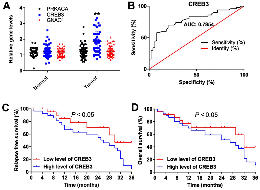 The expression of DEGs in vitro and in vivo. (A) The relative expression of PRKACA, CREB3 and GNAO1 in the tumor tissues and adjacent normal tissues of patients with glioblastoma (n = 60). (B) ROC curves of varying sensitivity and specificity. The closer the curve is to point “a” (x = 0, y = 100%), the more sensitive and specific the experiment is. (C) Pretreatment parameters as predictors of relapse-free survival in patients with glioblastoma. (D) The probability of overall survival in low-CREB3 and high-CREB3 groups. **P
