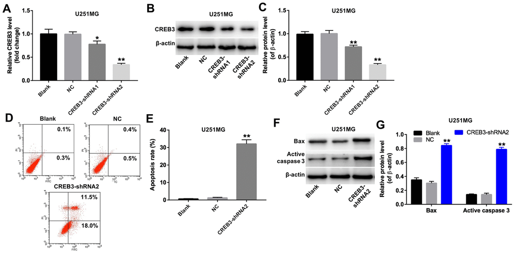 The downregulation of CREB3 induced apoptosis in U251MG cells. (A) CREB3 levels were detected by qRT-PCR in U251MG cells transfected with the NC, CREB3-shRNA1 or CREB3-shRNA1. (B, C) CREB3 levels were measured by Western blotting in U251MG cells transfected with the NC, CREB3-shRNA1 or CREB3-shRNA2. β-actin was used as a loading control. (D, E) U251MG cells were transfected with CREB3-shRNA2 for 72 h. Apoptosis was detected with Annexin V and PI double staining, and the percentage of apoptotic cells was calculated. (F) BAX and active caspase 3 levels were detected by Western blotting in U251MG cells transfected with CREB3-shRNA2 for 72 h. (G) The relative levels of BAX and active caspase 3 were quantified and normalized to β-actin levels. *P