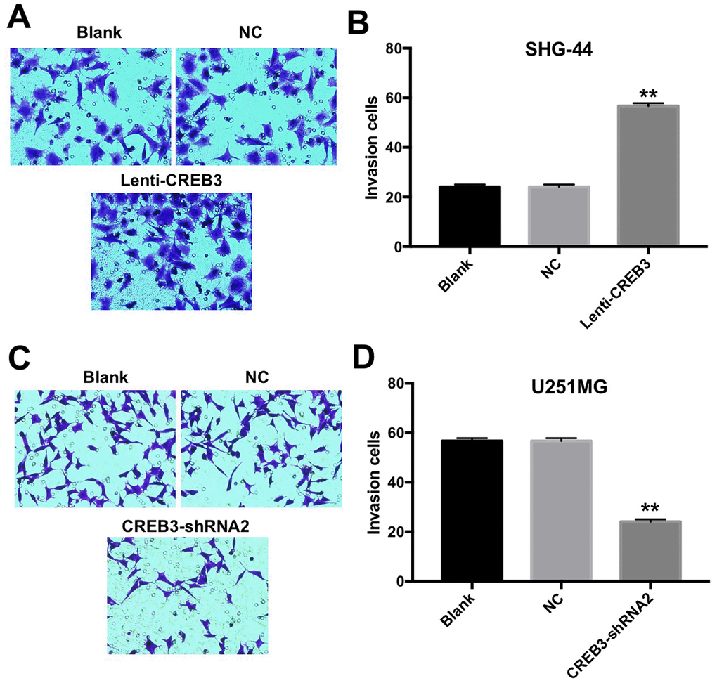 The upregulation of CREB3 increased the invasion of SHG-44 cells. (A, B) The invasive abilities of SHG-44 cells transfected with the NC or lenti-CREB3 were detected with a Transwell assay. (C, D) The invasive abilities of U251MG cells transfected with the NC or CREB3-shRNA2 were detected with a Transwell assay. **P