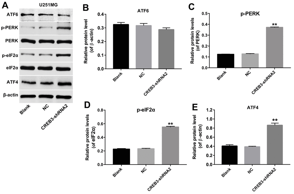The downregulation of CREB3 activated ERS pathway proteins in U251MG cells. (A) The levels of the ERS-related proteins ATF6, p-PERK, p-eIF2α and ATF4 were detected in U251MG cells transfected with the NC or CREB3-shRNA2. (B–E) The relative levels of ATF6 (B), p-PERK (C), p-eIF2α (D) and ATF4 (E) were quantified and normalized to β-actin, PERK, eIF2α and β-actin levels respectively. **P