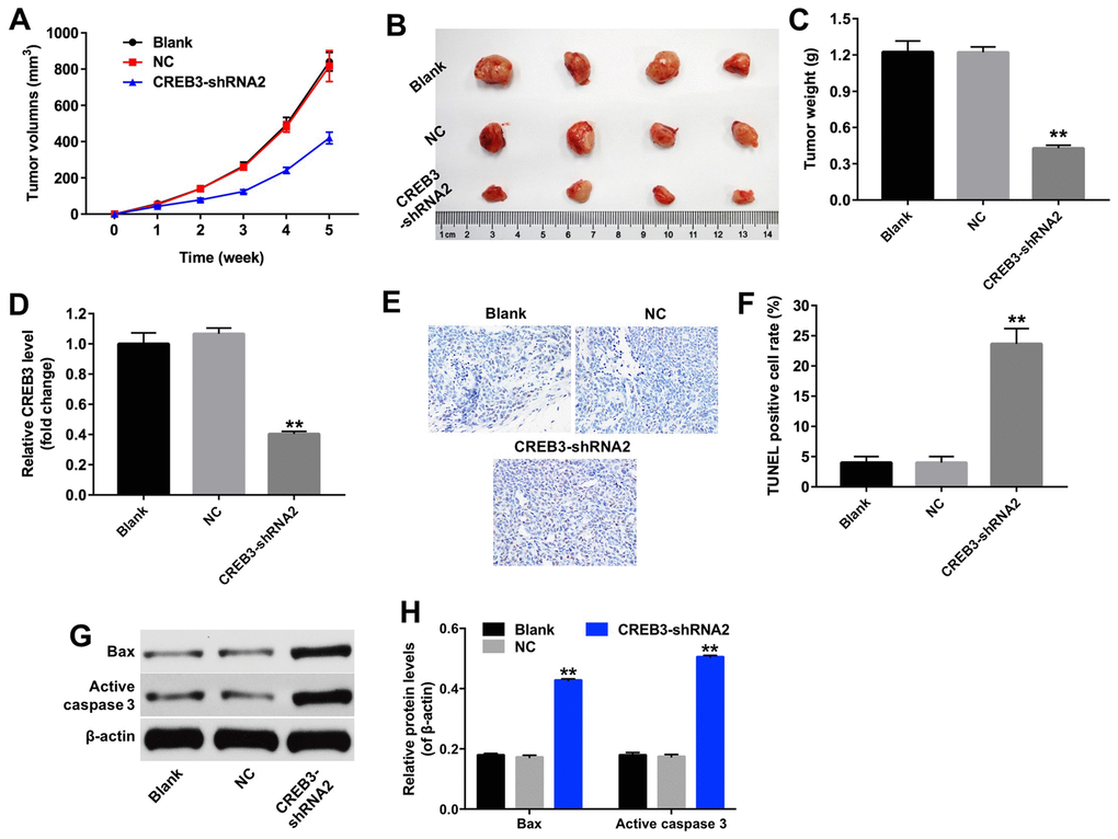 The downregulation of CREB3 inhibited U251MG xenograft tumor growth in vivo. (A) Mice were subcutaneously implanted with CREB3-shRNA2-infected U251MG cells, and the xenograft tumor volumes were measured weekly. (B) Tumors were excised from the xenografts and photographed after five weeks. (C) The weights of the tumors were calculated. (D) The CREB3 levels in tumor tissues were detected by qRT-PCR. (E, F) TUNEL staining was performed on tumor tissues from each group, and the percentage of TUNEL-positive cells was calculated. (G) The levels of the Bax and active caspase 3 in tumor tissues were detected by Western blotting. (H) The relative levels of Bax and active caspase 3 were quantified and normalized to β-actin levels. **P