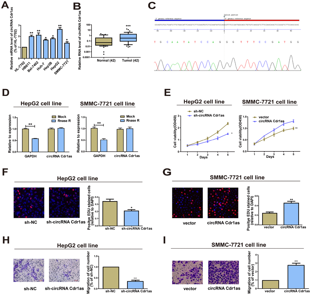 Functions of circRNA Cdr1as in HCC cell lines. (A) Expression level of circRNA Cdr1as remained higher in HCC cell lines (SMMC-7721, Bel-7402, HepG2, Hep3B, Huh-7, HB611) than human normal liver cell line HL-7702 detected by qRT-PCR. (B) qRT-PCR detection of the relative expression of circRNA Cdr1as in paired HCC tumor and paired para-carcinoma tissues (n=42). (C) The sequence of circRNA Cdr1as in circBase (upper panel) was consistent with the result of Sanger sequencing (lower panel). (D) CircRNA Cdr1as was resistant to RNaseR digestion in HCC cell lines. (E) CCK8 assay showed proliferation of HepG2 and SMMC-7721 cells transfected with circRNA Cdr1as shRNA or overexpression vector. (F, G) EdU assay showed proliferation of HepG2 and SMMC-7721 cells transfected with circRNA Cdr1as shRNA or overexpression vector. (H, I) Transwell migration assay showed that down-regulation of circRNA Cdr1as inhibited the migration of HepG2 cells, and overexpression of circRNA Cdr1as promoted the migration of SMMC-7721 cells. Photographs were taken under an optical microscope with a magnification of 200×. Results were presented as mean ± SD. *P**P***P