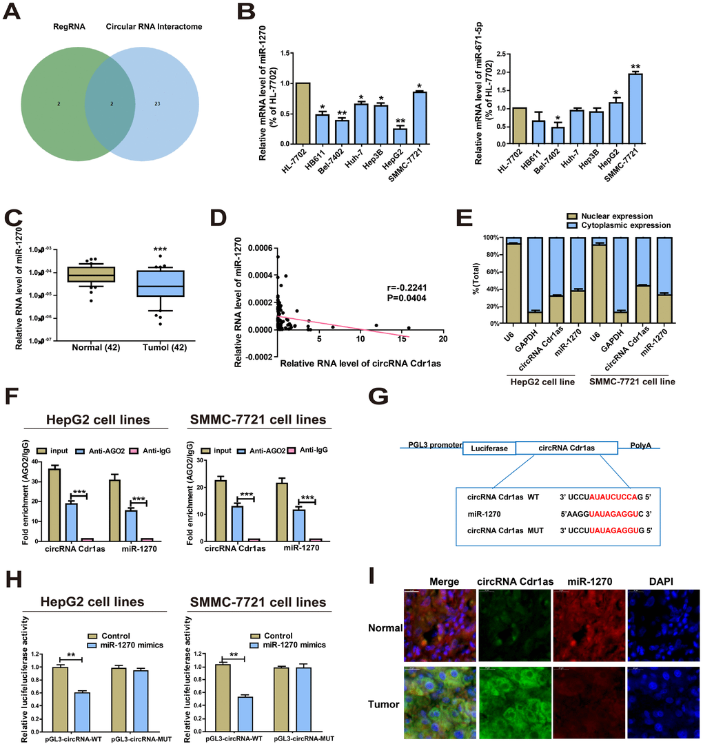 CircRNA Cdr1as directly interacts with miR-1270. (A) Prediction results on RegRNA 2.0 and CircInteractome. (B) Expressions of miR-1270 and miR-671-5p in HCC cells and HL-7702 cells. MiR-1270 level was significantly reduced in HCC cells compared to HL-7702 cells. (C) qRT-PCR detection of the relative expression of miR-1270 in paired HCC tumor and paired para-carcinoma tissues (n=42). (D) Correlation between circRNA Cdr1as and miR-1270 in HCC samples. (E) Expressions of circRNA Cdr1as and miR-1270 in the nucleus and cytoplasmic fractions of HepG2 and SMMC-7721 cells were analyzed by qRT-PCR. (F) RIP experiment confirmed the binding relationships of circRNA Cdr1as and miR-1270 in HepG2 and SMMC-7721 cells. CircRNA Cdr1as and miR-1270 levels were detected using qRT-PCR. (G) Bioinformatics evidence for the binding of miR-1270 to the 3'-UTR of circRNA Cdr1as. (H) The luciferase activity in HepG2 and SMMC-7721 cells after co-transfection of plasmid (pGL3-circRNA Cdr1as-WT or pGL3-circRNA Cdr1as-MUT) and miRNA-1270 mimics tested by dual-luciferase reporter gene assay. (I) MiR-1270 co-localized with circRNA Cdr1as in HCC tissues or normal liver tissues was detected by FISH. Results were presented as mean ± SD. *P**P***P