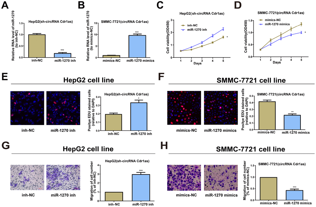 Effects of circRNA Cdr1as in HCC cells are reversed by miR-1270 to some extent. (A) Relative expression of miR-1270 in circRNA Cdr1as-repressed HepG2 cells treated with miR-1270/NC inhibitor through qRT-PCR. (B) Relative expression of miR-1270 in circRNA Cdr1as-overexpressed SMMC-7721 cells treated with miR-1270/NC mimics through qRT-PCR. (C, E) Cell proliferation capacities of circRNA Cdr1as-repressed HepG2 cells with or without suppression of miR-1270 are analyzed. (D, F) Cell proliferation capacities of circRNA Cdr1as-overexpressed SMMC-7721 cells with or without upregulation of miR-1270 are analyzed. (G) Cell migration capacities of circRNA Cdr1as-repressed HepG2 cells with or without suppression of miR-1270 are analyzed. (H) Cell migration capacities of circRNA Cdr1as-overexpressed SMMC-7721 cells with or without upregulation of miR-1270 are analyzed. Data are the mean ± SEM. *PPP