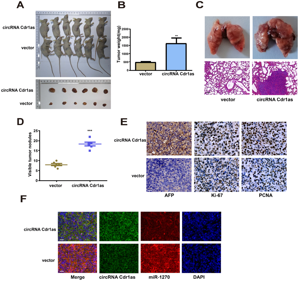 Upregulation of circRNA Cdr1as in tumors promoted HCC growth in vivo. (A) Representative images of xenografts tumor (6 mice per group) in nude mice. (B) Xenograft tumor weight. (C) Upregulation of circRNA Cdr1as promotes tumor metastasis in vivo (scale bar: 100μm). (Top) Representative bright field images of lungs. (Bottom) Hematoxylin and eosin (HȦE) staining of lung serial sections. (D) The number of metastatic nodules. (E) Immunohistochemical staining of AFP, Ki-67 and PCNA expression in xenograft tumors (scale bar: 20μm). (F) MiR-1270 co-localized with circRNA Cdr1as in xenografts tumor from NC or circRNA Cdr1as overexpressing group was detected by FISH (scale bar: 20μm). Results were presented as mean ± SD. *P**P***P