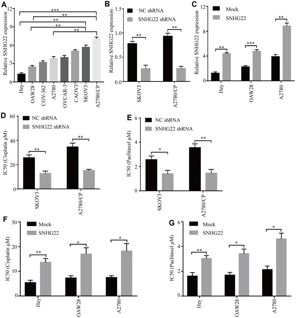 High SNHG22 expression promotes EOC cell chemoresistance in vitro. (A) SNHG22 expression in several EOC cell lines was examined using qRT-PCR analysis. GAPDH was used as an internal loading control. (B) SNHG22 expression in EOC SKOV3 and A2780/CP cells was modified by shRNA transfection. (C) SNHG22 expression in EOC Hey and OAW28 cells was modified by mock-lentivirus or SNHG22-lentivirus transfection. (D–G) Cisplatin or paclitaxel sensitivity was measured using CCK-8 assays in EOC cells. Data are presented as the means ± SDs in three independent experiments. *P 