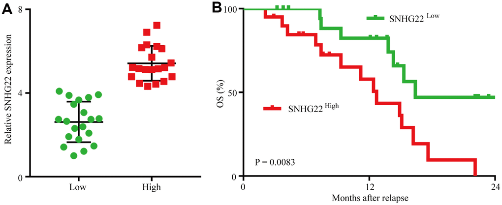 Forced SNHG22 expression correlates with chemoresistance in EOC patients. (A) A total of 40 patients were divided into SNHG22low and SNHG22high groups. The diagram shows the SNHG22 expression of each group. (B) Comparison of OS curves for patients with high and low SNHG22 expression that were treated with cisplatin or paclitaxel.