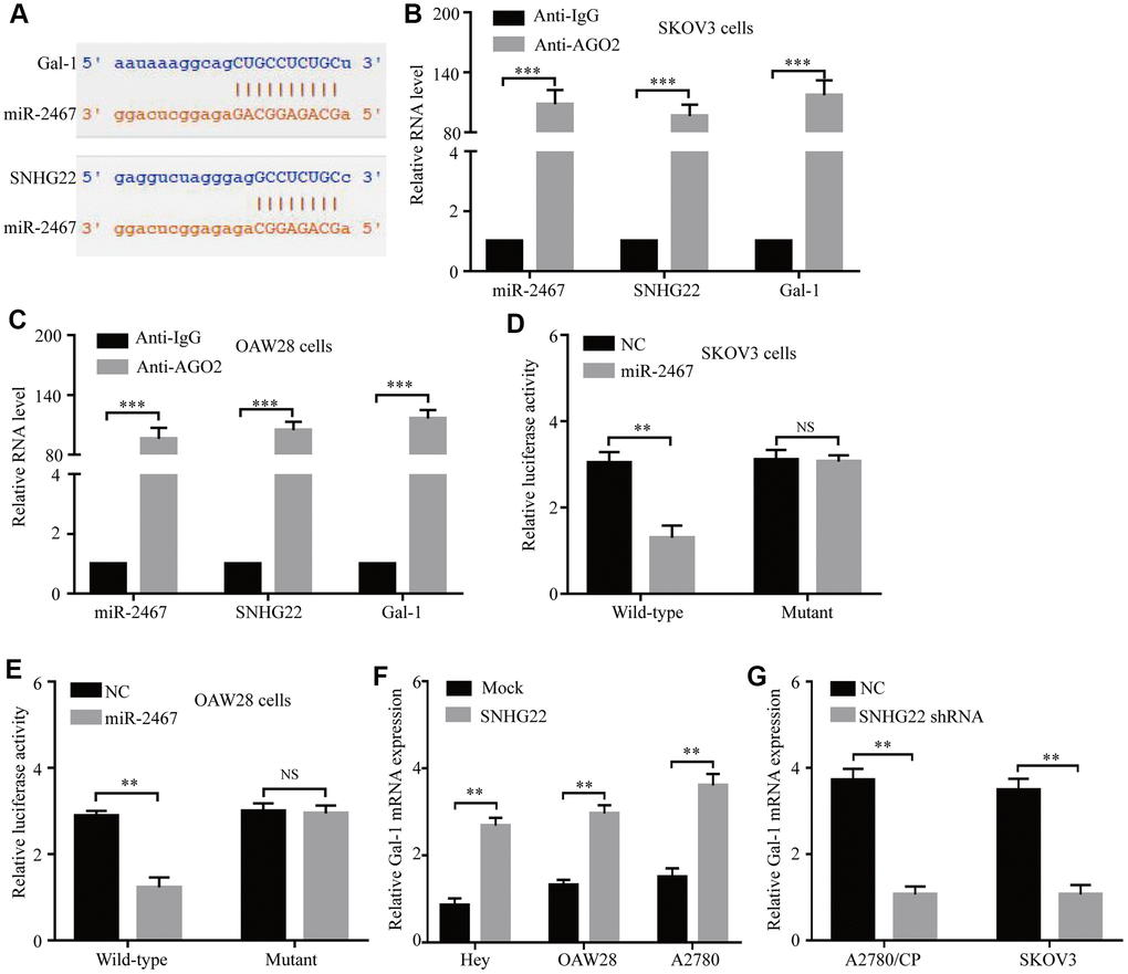 SNHG22 functions as a ceRNA for miR-2467 to facilitate Gal-1 expression in EOC cells. (A) Target sequences in SNHG22 and Gal-1 predicted to bind to miR-2467. (B and C) Anti-AGO2 RIP was performed in CAOV3 and OAW28 cells. The results indicated that SNHG22, miR-2467, Gal-1, and AGO2 formed a complex in SKOV3 and OAW28 cells. (D and E) Wild-type or mutated SNHG22 and Ga1-1 3′ UTRs were transfected into SKOV3 and OAW28 cells with synthetic miR-2467 or negative control (NC). Luciferase activity was detected 48 hours after transfection. (F and G) Gal-1 expression after forced or reduced SNHG22 expression was detected in CAOV3 cells by using qRT-PCR. Data are presented as the means ± SDs in three independent experiments. **P 