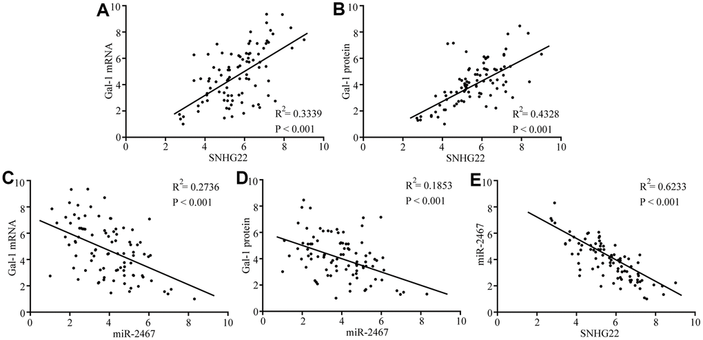 Correlations between SNHG22, miR-2467, and Gal-1 were observed in EOC tissues. (A) A positive correlation between SNHG22 and Gal-1 mRNA was observed in tumor tissues. (B) A positive correlation between SNHG22 and Gal-1 protein was observed in tumor tissues. (C) A negative correlation between miR-2467 and Gal-1 mRNA was observed in tumor tissues. (D) A negative correlation between miR-2467 and Gal-1 protein was observed in tumor tissues. (E) A negative correlation between miR-2467 and SNHG22 was observed in tumor tissues.
