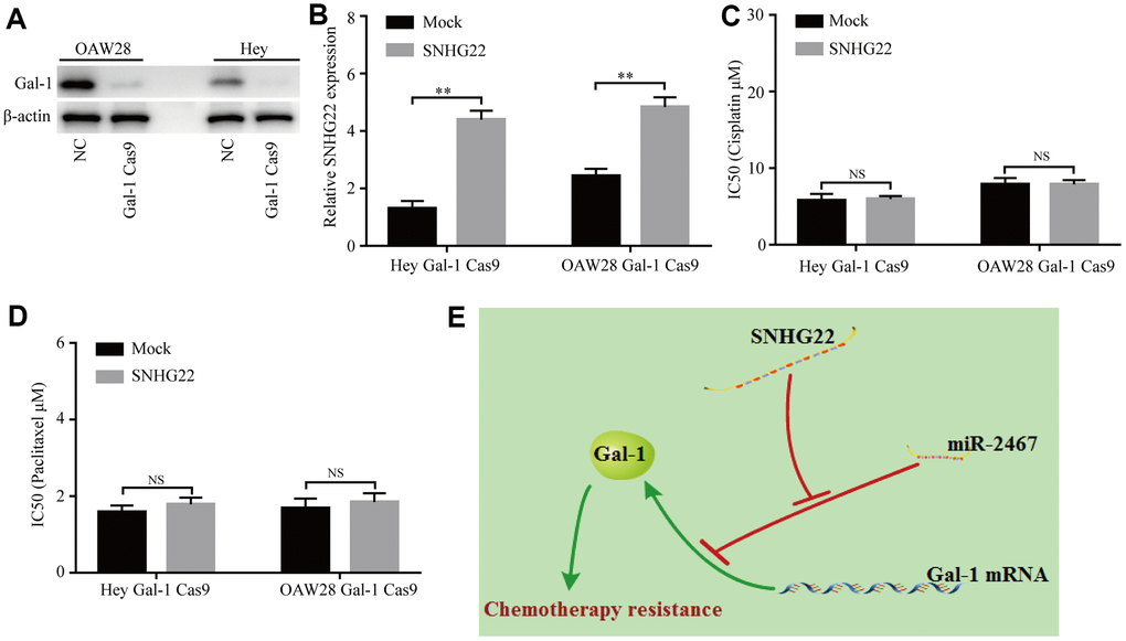 Knockdown of Gal-1 reverses SNHG22-induced EOC chemotherapy resistance. (A) Gal-1 expression in EOC cells was modified by CRISPR/Cas9. (B) SNHG22 expression in Gal-1-knockdown EOC cells was modified by cDNA transfection. (C and D) Cisplatin or paclitaxel sensitivity was measured using CCK-8 assays in Gal-1 knockdown EOC cells. (E) Working model: The forced expression of SNHG22 facilitates the chemotherapy resistance of EOC cells. Data are presented as the means ± SDs in three independent experiments. **P 