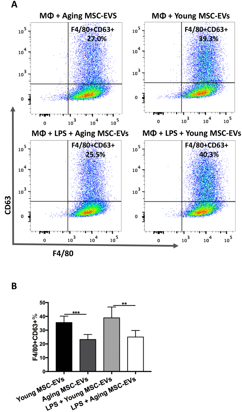 Aging MSC-EVs were less readily internalized by macrophages compared with young MSC-EVs. (A–B) BMDMs (8 × 105 cells) were incubated with CD63-labelled aging or young MSC-EVs (10 μg) in a 12-well plate for 6 h in the presence or absence of LPS and stained with PE-Cy7-conjugated anti-mouse F4/80 antibody. Data were analyzed via flow cytometry. Data are presented as mean ± SEM, n = 6. **p p 