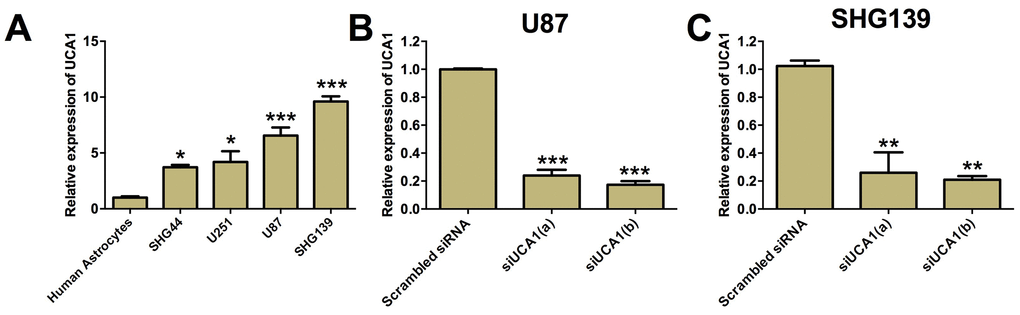 UCA1 was up-regulated in glioma cell lines. (A) The expression of UCA1 in human astrocytes and glioma cell lines was determined by qRT-PCR. UCA1 was up-regulated in glioma cell lines (SGH44, U251, U87 and SHG139). The expression of UCA1 in (B) U87 cells and (C) SHG139 cells after UCA1 siRNAs (siUCA1(a) and siUCA1(b)) or scrambled siRNA transfection was determined by qRT-PCR. All the experiments were performed in triplicates. Significant differences compared to the control group were expressed as *P