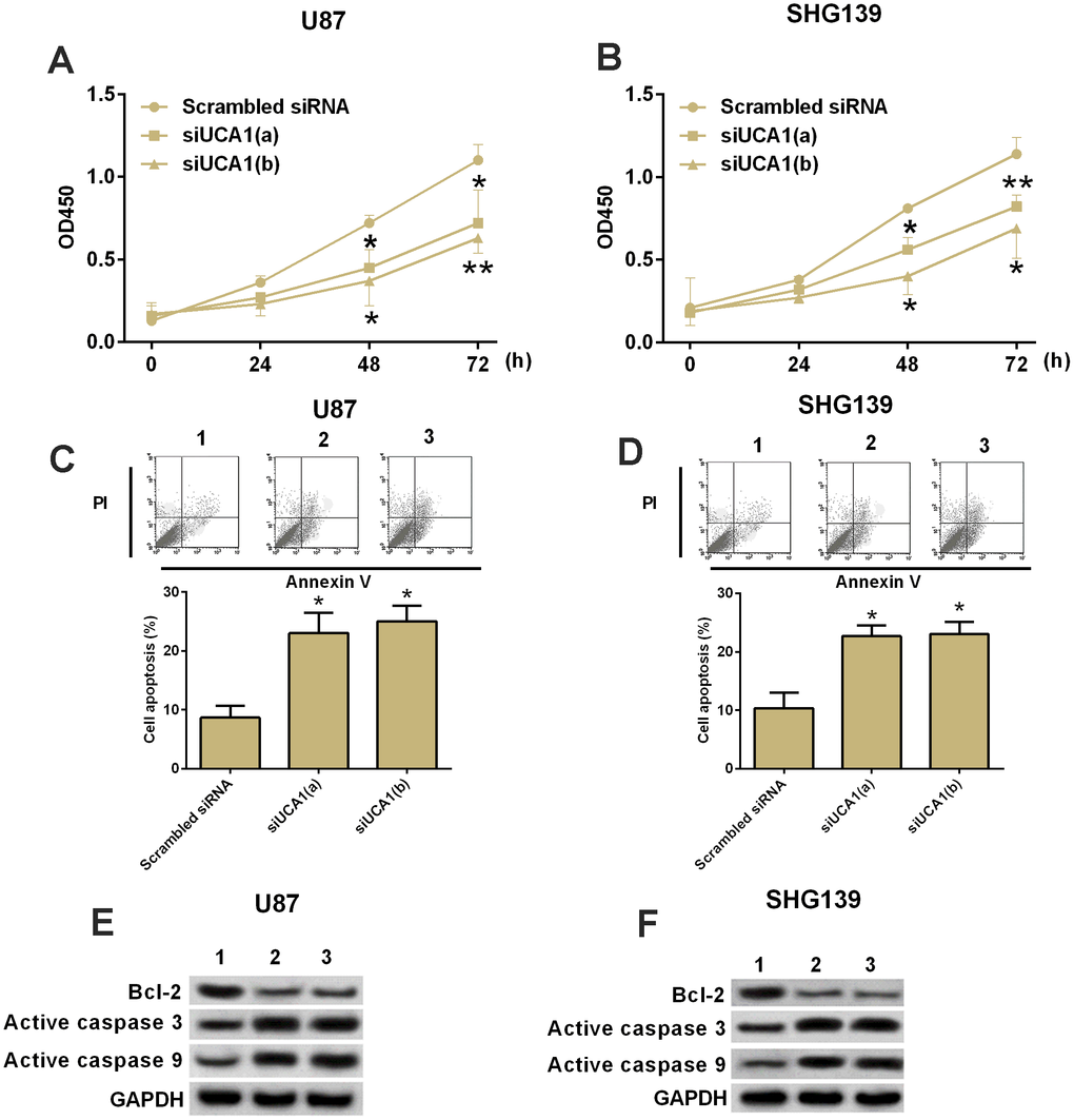 Knock-down of UCA1 inhibited cell growth and increased apoptotic rate in glioma cells. (A and B) CKK-8 assay. The cell growth in (A) U87 and (B) SHG139 cells at 0, 24, 48 and 72 h after UCA1 siRNAs (siUCA1(a) and siUCA1(b)) or scrambled siRNA transfection. (C and D) Flow cytometry. The cell apoptotic rate in (C) U87 and (D) SHG139 cells after UCA1 siRNAs (siUCA1(a) and siUCA1(b)) or scrambled siRNA transfection. (E and F): Western blotting. The protein expression of Bcl-2, active caspase 3, and active caspase 9 in (E) U87 and (F) SHG139 cells after UCA1 siRNAs (siUCA1(a) and siUCA1(b)) or scrambled siRNA transfection. 1, scrambled siRNA; 2, siUCA1(a); 3, siUCA1(b). All the experiments were performed in triplicates. Significant differences compared to the control group were expressed as *P