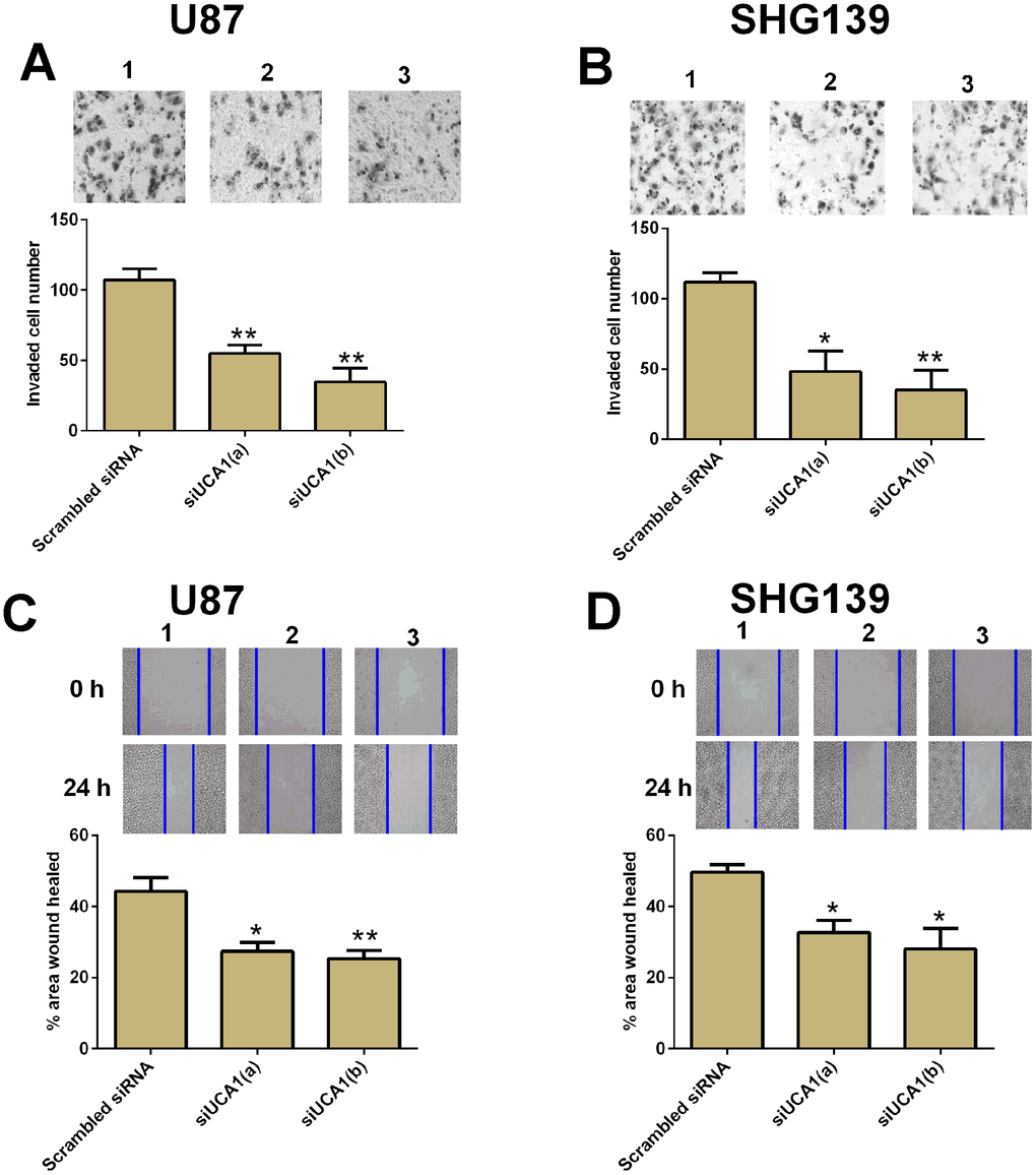 Knock-down of UCA1 inhibited cell invasion and migration in glioma cells. The cell invasive potential in (A) U87 and (B) SHG139 cells after UCA1 siRNAs (siUCA1(a) and siUCA1(b)) or scrambled siRNA transfection was determined by cell invasion assay. The cell migratory potential in (C) U87 and (D) SHG139 cells after UCA1 siRNAs (siUCA1(a) and siUCA1(b)) or scrambled siRNA transfection were assessed by cell migration assay. 1, scrambled siRNA; 2, siUCA1(a); 3, siUCA1(b). All the experiments were performed in triplicates. Significant differences compared to the control group were expressed as *P
