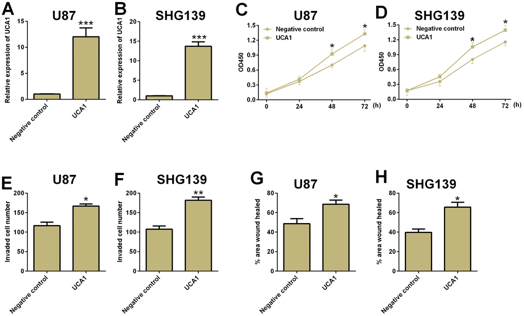 Overexpression of UCA1 promoted cell proliferation, cell invasion and migration in glioma cells. The relative expression of UCA1 in (A) U87 and (B) SHG139 cells after pcDNA3.1-UCA1 (UCA1) or pcDNA3.1 (negative control) transfection was determined by qRT-PCR assay. The cell proliferative potential in (C) U87 and (D) SHG139 cells after pcDNA3.1-UCA1 (UCA1) or pcDNA3.1 (negative control) transfection was determined by CCK-8 assay. The cell invasive potential in (E) U87 and (F) SHG139 cells after pcDNA3.1-UCA1 (UCA1) or pcDNA3.1 (negative control) transfection was determined by cell invasion assay. The cell migratory potential in (G) U87 and (H) SHG139 cells after pcDNA3.1-UCA1 (UCA1) or pcDNA3.1 (negative control) transfection by wound healing assay. All the experiments were performed in triplicates. Significant differences compared to the control group were expressed as *P