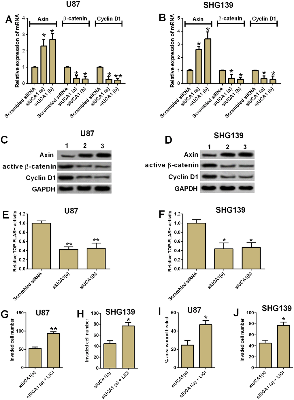 UCA1 regulated glioma cell invasion and migration via Wnt/β-cateinin signaling pathway. The mRNA expression of axin, β-cateinin and cyclin D1 in (A) U87 and (B) SHG139 cells after UCA1 siRNAs (siUCA1(a) and siUCA1(b)) or scrambled siRNA transfection were determined by qRT-PCR. The protein expression levels of Axin, active β-cateinin and cyclin D1 in (C) U87 and (D) SHG139 cells after UCA1 siRNAs (siUCA1(a) and siUCA1(b)) or scrambled siRNA transfection were determined by western blotting assay. The TOP-FLASH activity of (E) U87 and (F) SHG139 cells after UCA1 siRNAs (siUCA1(a) and siUCA1(b)) or scrambled siRNA transfection were determined by TOP-FLASH assay. The cell invasive potential in (G) U87 and (H) SHG139 cells after treatment with siUCA1(a) or siUCA1(a) + LiCl was determined by cell invasion assay. The cell migratory potential in (I) U87 and (J) SHG139 cells after treatment with siUCA1(a) or siUCA1(a) + LiCl was determined by cell migration assay. 1, scrambled siRNA; 2, siUCA1(a); 3, siUCA1(b). All the experiments were performed in triplicates. Significant differences compared to the control group were expressed as *P