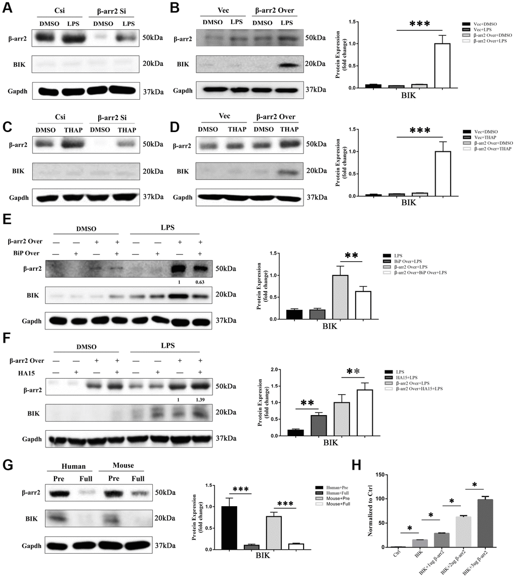 Suppression of BiP by β-arrestin-2 leads to the release of BIK. (A) Silencing of β-arrestin-2 had no effect on BIK levels in DMSO- or LPS-treated cells. (B) Overexpression of β-arrestin-2 increased BIK levels in LPS-stimulated cells, but not in DMSO-treated cells. (C) Silencing of β-arrestin-2 had no effect on BIK levels in thapsigargin (THAP)-stimulated cells. (D) Overexpression of β-arrestin-2 increased BIK levels in THAP-stimulated cells. (E) Co-expression of BiP attenuated BIK release in β-arrestin-2- overexpressing LPS-stimulated cells. (F) HA15 further upregulated BIK in β-arrestin-2-overexpressing LPS-stimulated cells. (G) Overexpression of β-arrestin-2 was associated with high levels of BIK in premature mice and humans. (H) β-arrestin-2 activated a BIK luciferase reporter (P