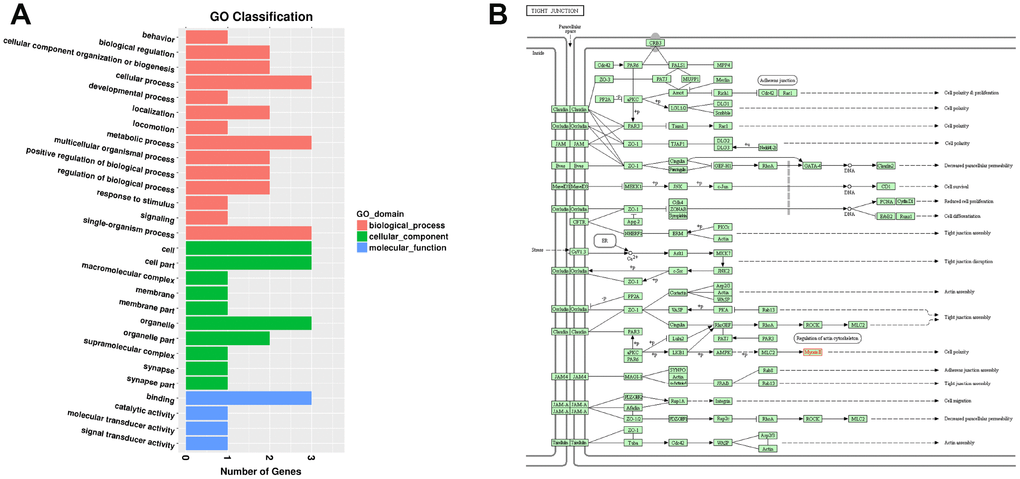 Functional annotation of DEMs targeted by DELs in the SN of 6Mon and 24Mon rats. (A) GO classification, (B) KEGG pathway analysis showed that Myh1 was responsive to cellular processes and significantly enriched in the tight junction (rno04530).