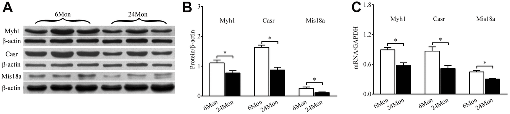 Western blot and RT-qPCR showing Myh1, Casr, and Miss18a expression in the SN of 6Mon and 24Mon rats. (A) Western blot images, (B) Bar graphs illustrating Myh1, Casr, and Mis18a protein expression, (C) Bar graphs illustrating Myh1, Casr, and Mis18a mRNA expression, *P 