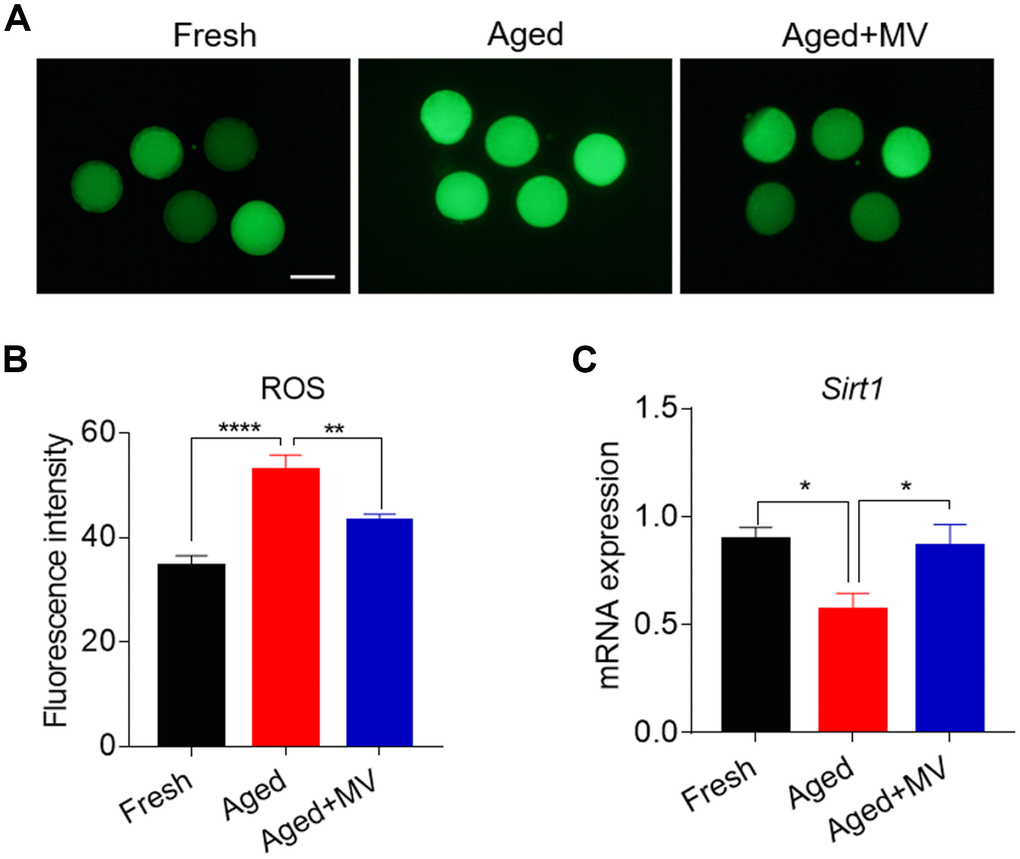 Effects of mogroside V on the ROS level and SIRT1 expression in oocytes during in vitro ageing. After in vitro maturation for 44 h, oocytes that extruded the first polar body were continuously cultured in vitro with or without MV for 24 h. (A) Representative images of fresh, aged and aged+MV oocytes stained with DCFH-DA. (B) Quantitative analysis of ROS fluorescence intensity in fresh, aged and aged+MV oocytes. (C) The mRNA expression of SIRT1 in fresh, aged and aged+MV oocytes. The data are presented as the mean ± SEM of at least three independent experiments. MV, mogroside V; Scale bar = 100 μm. * PP P