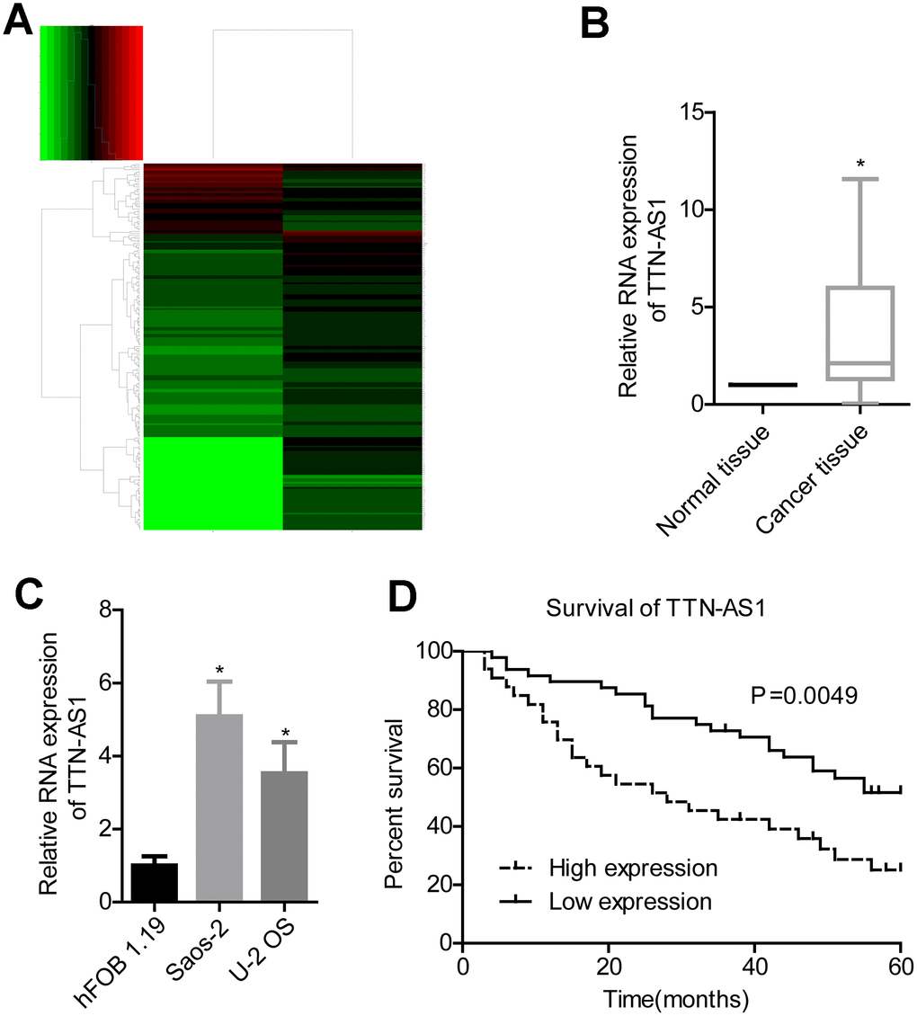 lncRNA TTN-AS1 is highly expressed in osteosarcoma and is associated with poor prognosis. (A) Bioinformatics analysis of differentially expressed genes in osteosarcoma. (B) QPCR was used to detect the expression level of lncRNA TTN-AS1 in tumour tissues and adjacent tissues. (C) QPCR was applied to detect lncRNA TTN-AS1 levels in osteosarcoma cell lines. (D) 5-year survival analysis was done on osteosarcoma patients with different lncRNA TTN-AS1 levels. *P 