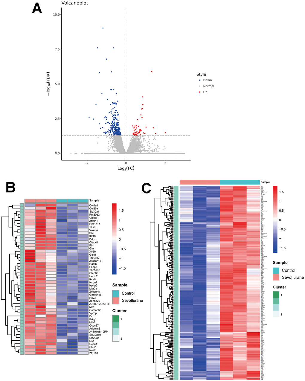 Volcano plot and heatmaps of DEGs in hippocampal tissues between sevoflurane-treated and control mice. (A) Volcano plot showing up-regulated (red dots) and down-regulated (blue dots) DEGs and normally expressed genes (gray dots). (B) Heatmap of 49 up-regulated DEGs. (C) Heatmap of 265 down-regulated DEGs.