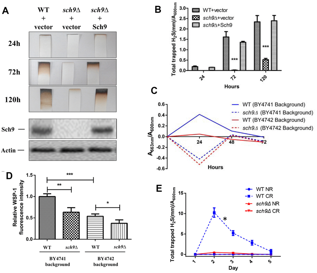 Deletion of SCH9 decreased H2S production in different yeast strains. (A) WT and Δsch9 cells in the TB50a background were transformed with pRS316-SCH9 or empty vector and inoculated into 1L of SDC medium at initial OD600nm=0.005. H2S production was monitored using lead acetate strips at indicated times (Upper 3 panels) after inoculation. The level of Sch9 protein and actin loading control were determined by Western blotting as shown in the lower 2 panels. (B) Millimeters of darkening of the lead acetate strips inserted into the headspace of the culture flask shown in panel A normalized by OD600nm. (C) Methylene blue assays of H2S produced by WT and Δsch9 cells in BY4741 or BY4742 background. Note that there is spontaneous oxidation of methylene blue when H2S is absent which gave negative readings for methylene reduction (red and blue dash lines). (D) Intracellular H2S production in WT and Δsch9 cells in BY4741 or BY4742 background monitored by H2S fluorescent with probe WSP-1. (* pE) H2S production by WT and Δsch9 cells in BY4742 background assayed by using lead acetate strips which were replaced every 24 hours under caloric restriction conditions (CR, medium containing 0.5% glucose) or no restriction (NR, medium containing 2% glucose).