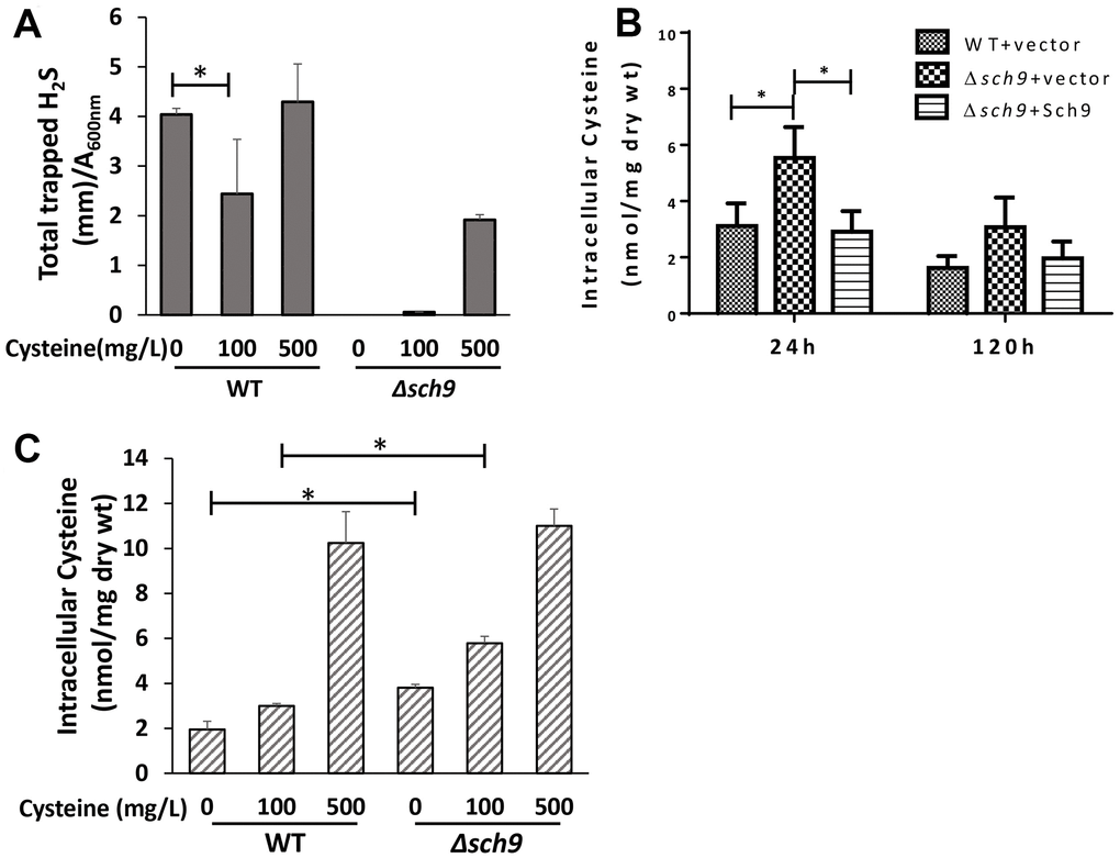 Deletion of SCH9 increases intracellular cysteine which regulates H2S production. (A) H2S production was recorded 48 hours after inoculation of WT and Δsch9 TB50a cells in the absence of methionine and in the presence of the indicated concentration of cysteine in the SDC medium by using lead acetate strips. (B) Intracellular levels of cysteine in WT and Δsch9 cells in the TB50a background transformed with pRS316-SCH9 or empty vector were measured by acid ninhydrin reagent. (C) Intracellular levels of cysteine in WT and Δsch9 TB50a cells were measured by acid ninhydrin reagent in the absence of methionine and in the presence of the indicated concentration of cysteine in the medium. (* p