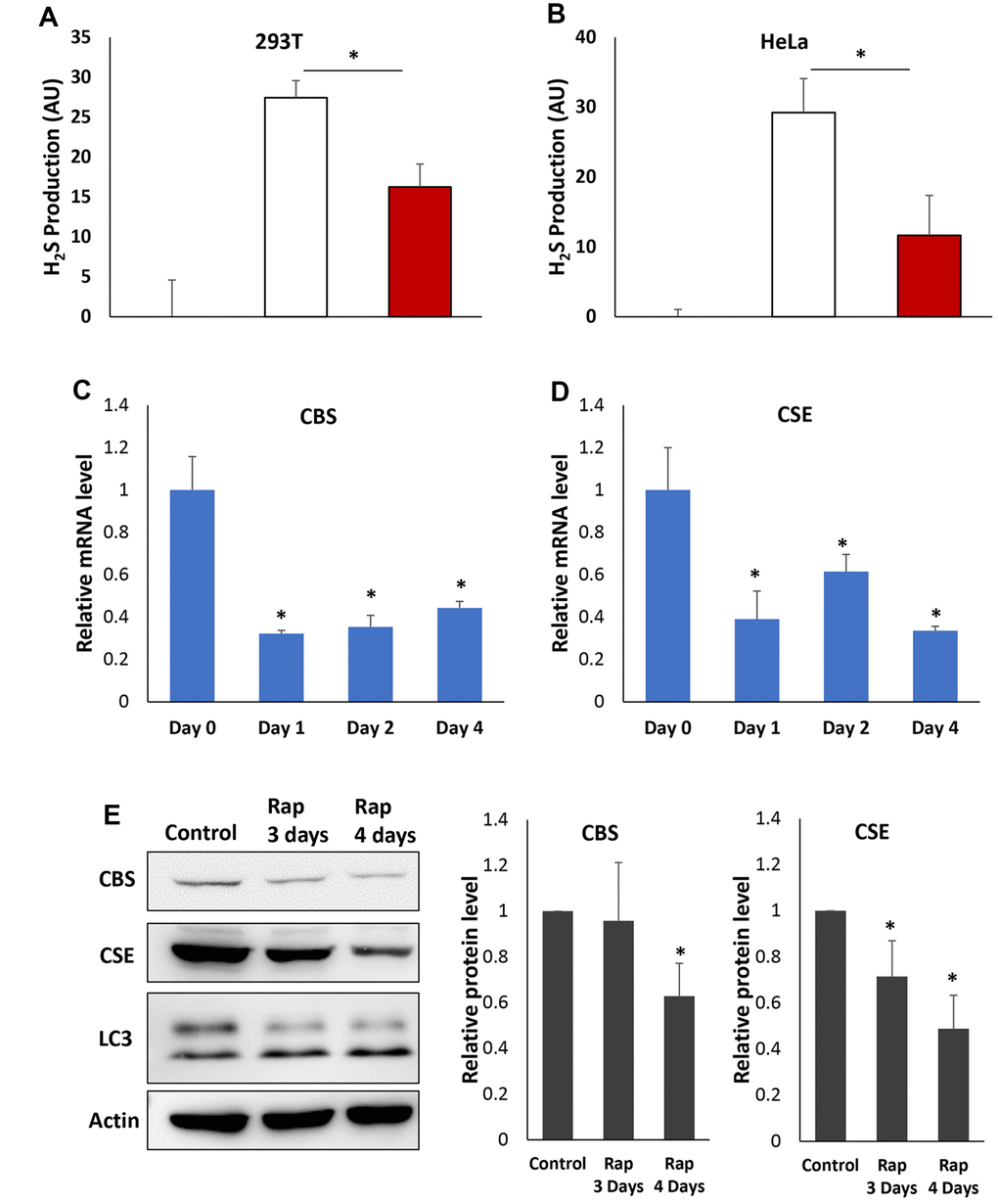 Rapamycin inhibits H2S production and expression of CBS and CGL in human cells. (A and B) H2S production was monitored in the presence or absence of Cys, PLP and rapamycin as indicated in 293T (A) or HeLa (B) cell. (C and D) Relative mRNA levels of CBS (C) or CGL (D) in HeLa cell treated with rapamycin for indicated times. Expression levels of β-actin mRNA were used as internal controls. (E). Western-blotting detection of CBS and CGL protein in HeLa cell treated with rapamycin for indicated times (Left). LC3 was also monitored to verify that the autophagy was induced by rapamycin. Quantification of CBS and CGL protein levels was based on Western blots and normalized to respective β-actin levels (Middle and Right). (* p