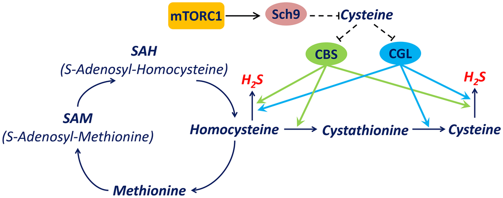 A mechanism by which mTORC1-Sch9 regulates H2S production via transsulfuration pathway. mTORC1-Sch9 controls the intracellular level of cysteine which is one of substrates for endogenous H2S production. On the other hand, cysteine regulates the expression of key transsulfuration pathway enzymes CBS and CGL which catalyze H2S production from homocysteine or cysteine. CBS is encoded by CBS in human and CYS4 in Saccharomyces cerevisiae while CGL is encoded by CTH in human and CYS3 in Saccharomyces cerevisiae. Dash lines indicate indirect regulations.