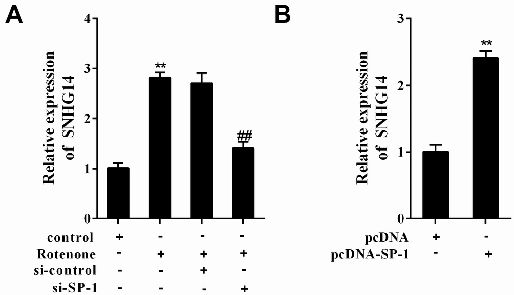 SP-1 affected SNHG14 expression in rotenone-treated or -untreated MN9D cells. MN9D cells were allocated into 4 groups: control, Rotenone (Ro, 1μmol/L), Ro+si-control, and Ro+si-SP-1, or allocated into 2 groups: pcDNA, pcDNA-SP-1. (A and B) Relative expression of SNHG14 was measured using qRT-PCR. **P##P