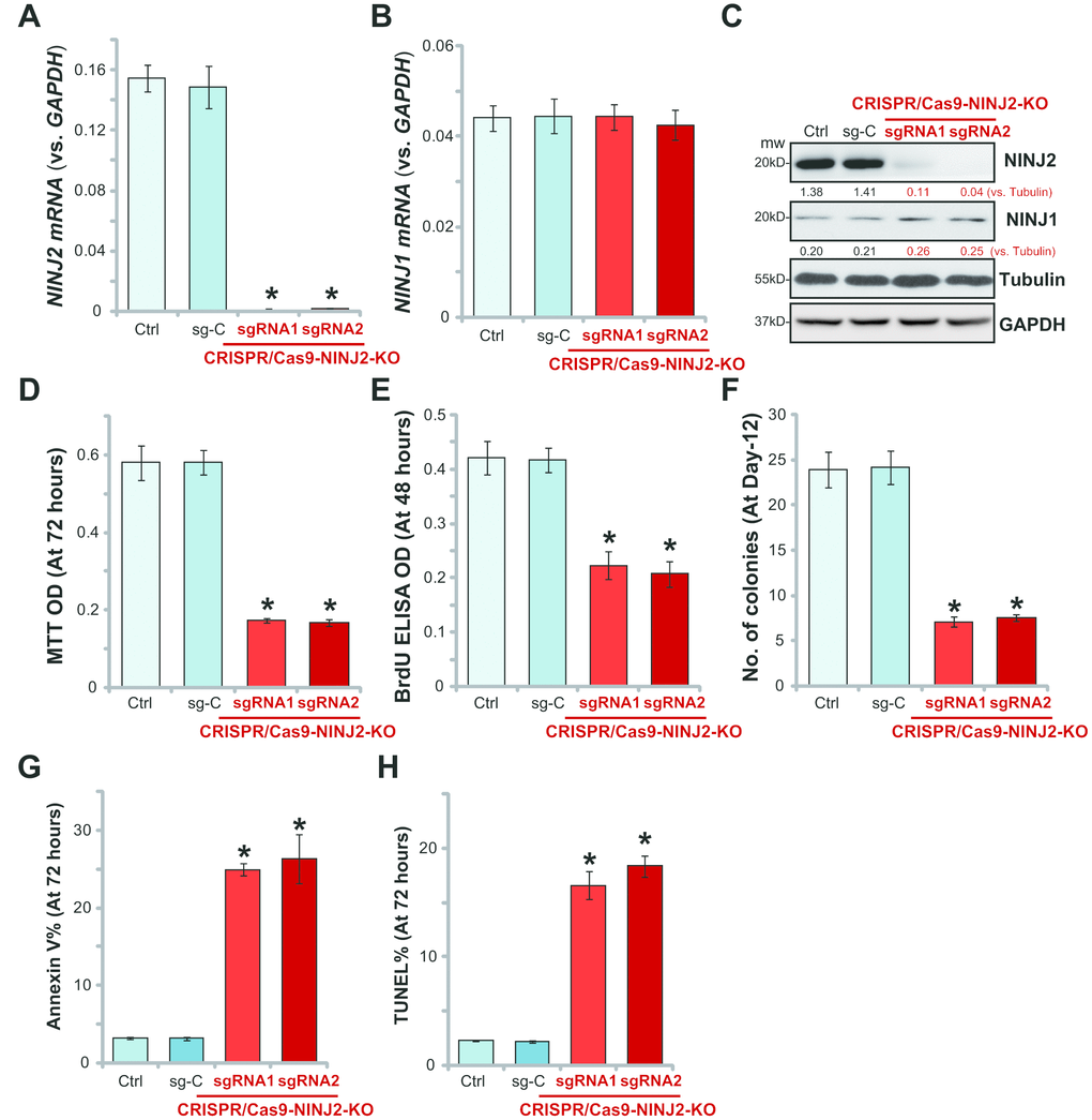 NINJ2 knockout inhibits HT-29 cell survival and proliferation. HT-29 cells were transfected with the lenti-CRISPR/Cas9-KO constructs, with non-overlapping sgRNAs against NINJ2 (“sgRNA1/2”) or the non-sense control sgRNA (“sg-C”), stable cells were established via FACS sorting plus puromycin selection; Expression of NINJ2 mRNA (A), NINJ1 mRNA (B) and listed proteins (C) were shown; Cells were cultured for the indicated time periods, cell survival was tested by MTT assay (D); Cell proliferation was tested by BrdU incorporation assay (E) and soft agar colony formation assay (F); Cell apoptosis was tested by the Annexin V-PI FACS assay (G) and TUNEL staining assay (H). NINJ1 and NINJ2were normalized to the loading control Tubulin (C). For each assay, n=5. * Pvs. “sg-C” cells. Experiments in this figure were repeated three times, and similar results were obtained.
